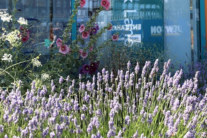 Wildflowers at Attic Bow