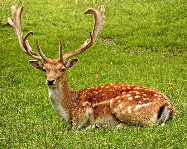 Deer