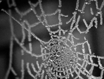 Spiderweb